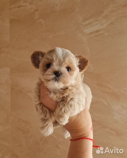 Maltipoo f1 micro Корея