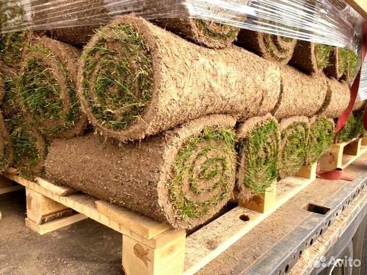 Рулонный газон от производителя