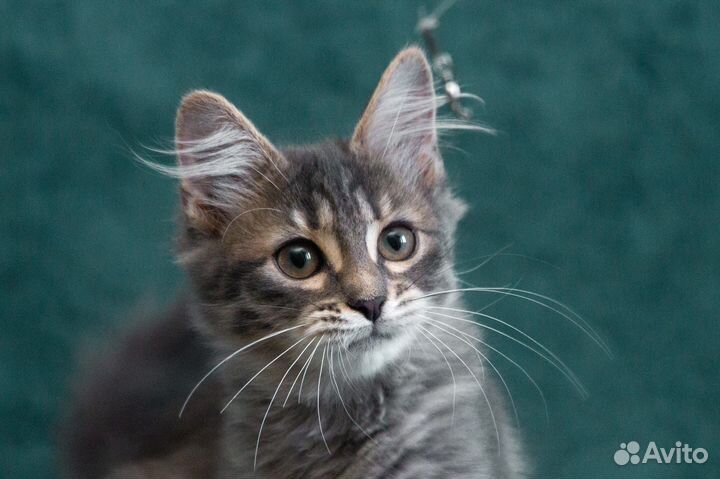 Пушистый котенок в дар