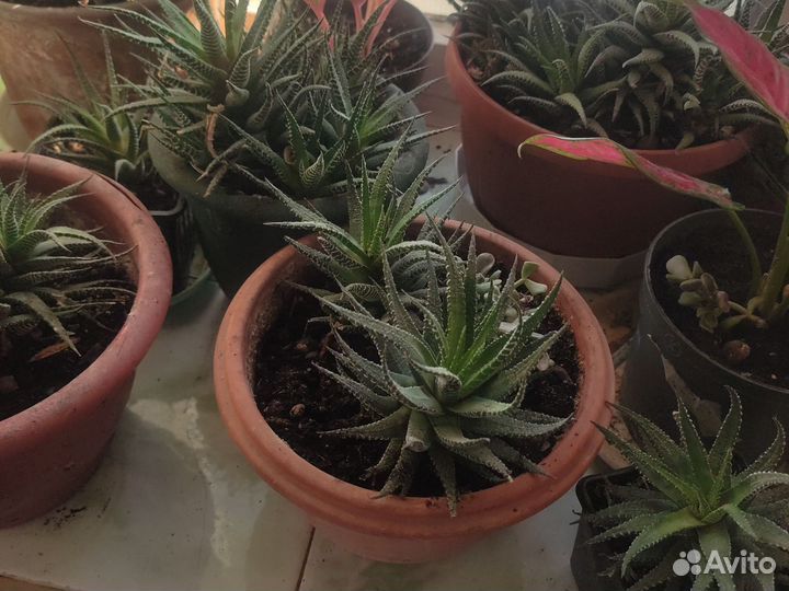 Хавортия, крассула, алое