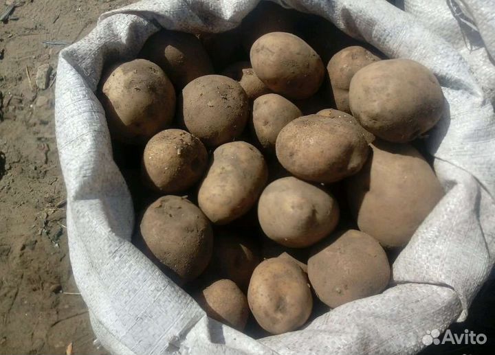 Продам картофель