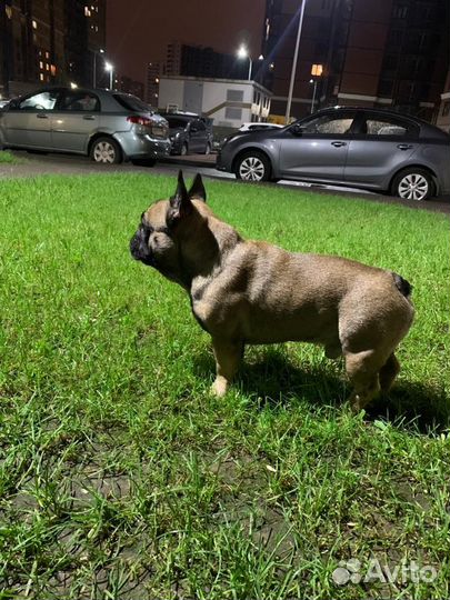 Французский бульдог кабель вязка