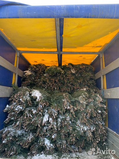 Лапки пихты