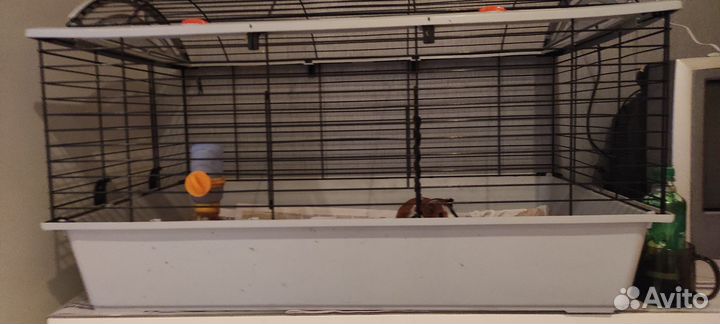 Морская свинка с клеткой