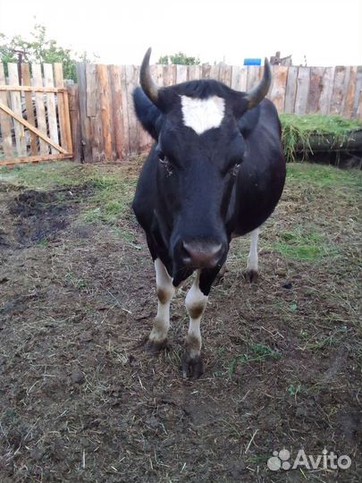 Корова телка