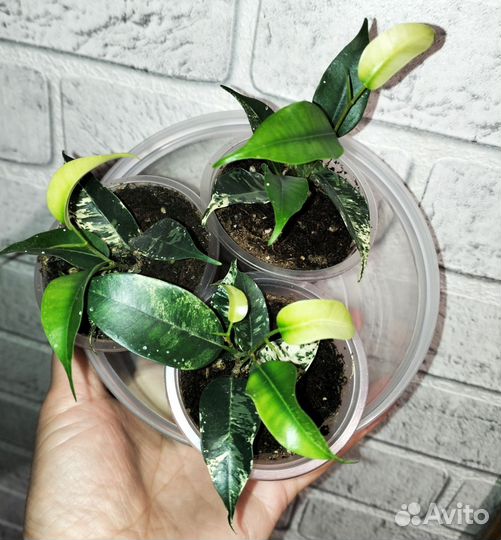 Фикус бенджамина Сафари