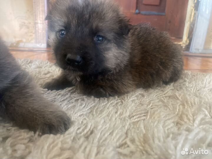 Щенки кавказской овчарки иркутская область