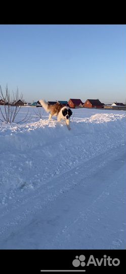 Сенбернар вязка