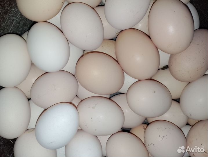 Домашние куриные яйца