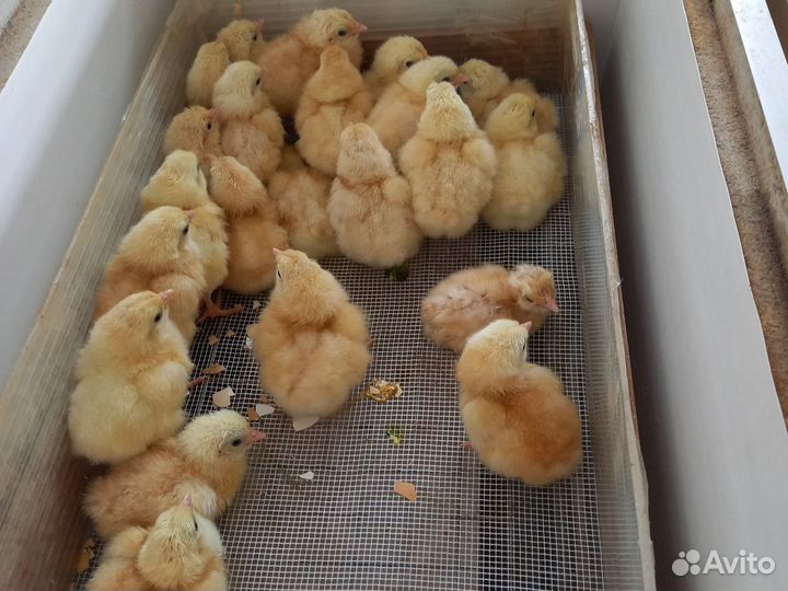 Цыплята суточные
