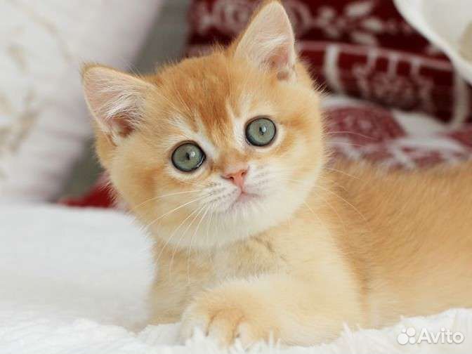 Британская шиншилла мальчик by 12