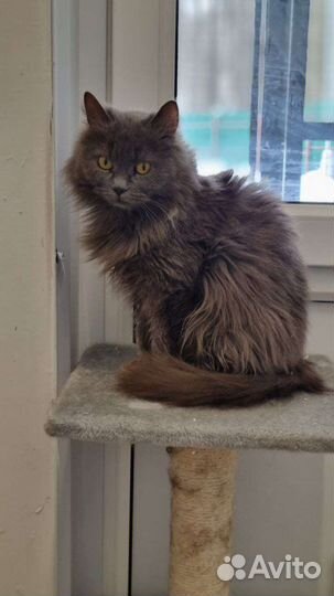 Котики бесплатно