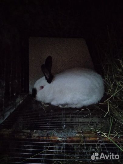 Калифорнийцы