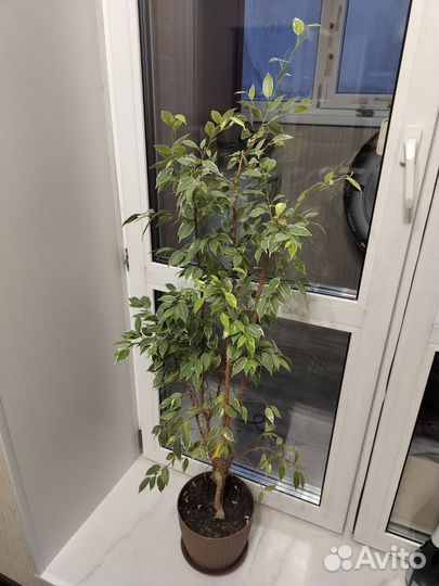 Фикус бенджамина