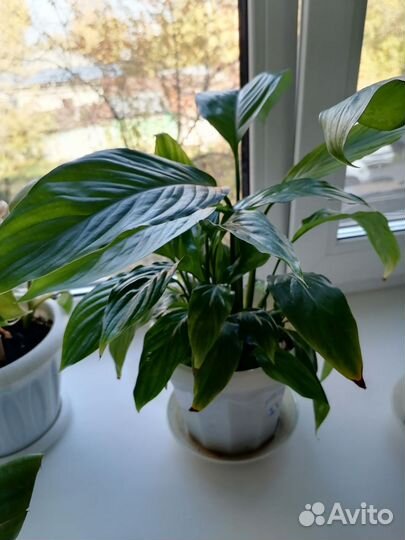 Комнатные цветы