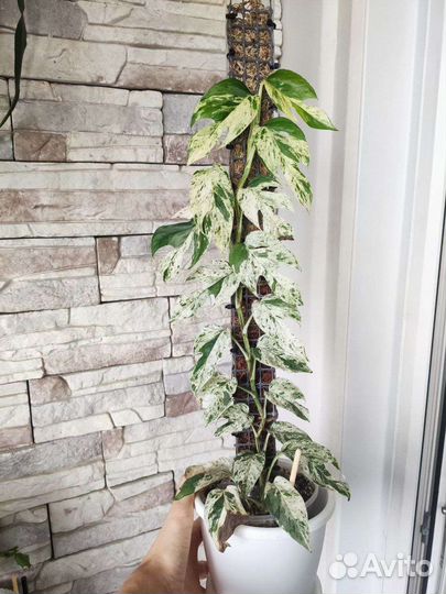 Эпипремнум пиннатум вайт марбл