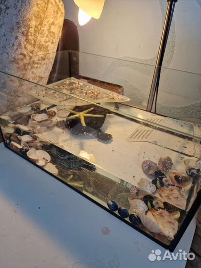 Черепаха красноухая с аквариумом