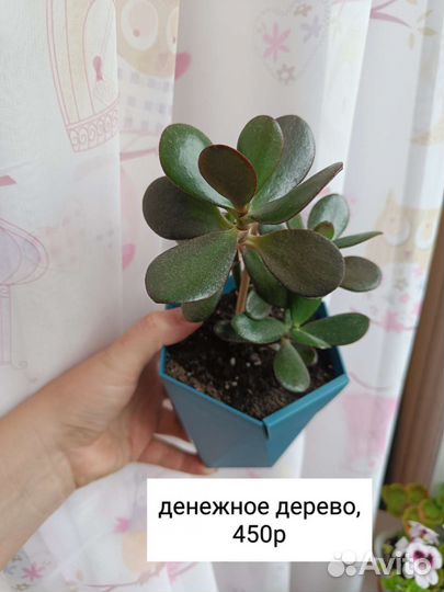 Толстянка, денежное дерево