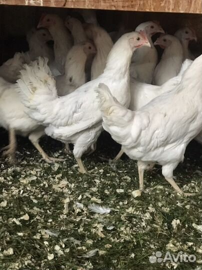 Куры породы Коралл 6 месяцев уже несутся