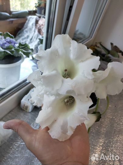 Глоксиния в горшке цветущая белая