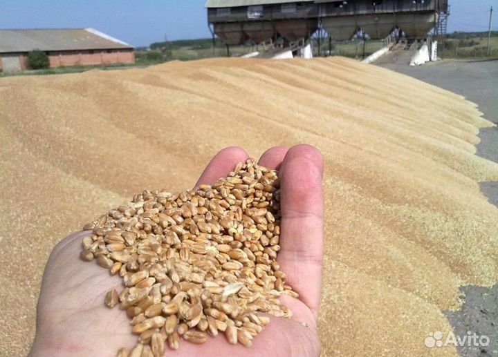 Пшеница яровая, Фуражный ячмень на корм