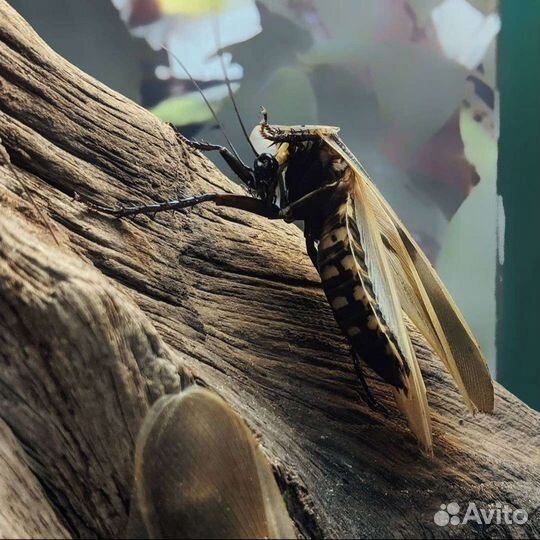 Гигантский таракан blaberus giganteus