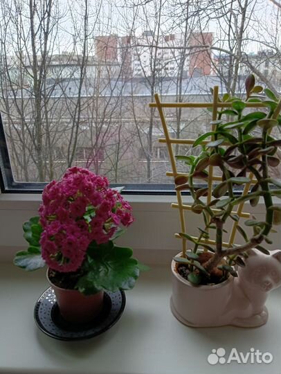 Домашние цветы