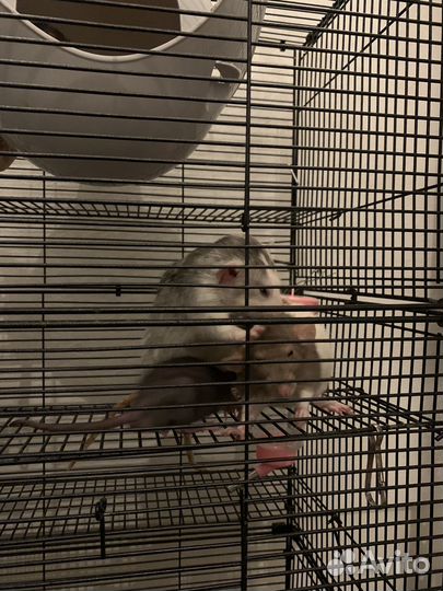 Крысы бесплатно