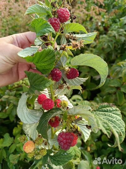 Саженцы ремонтантной малины