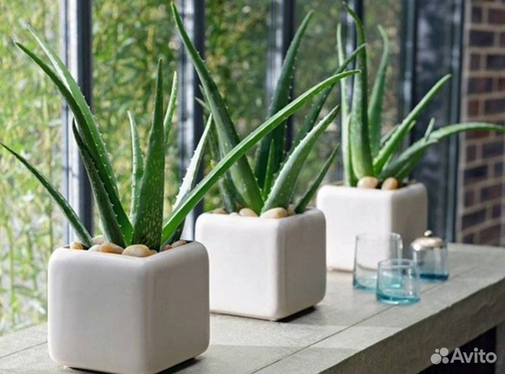 Алое вера, алое, лук индийский