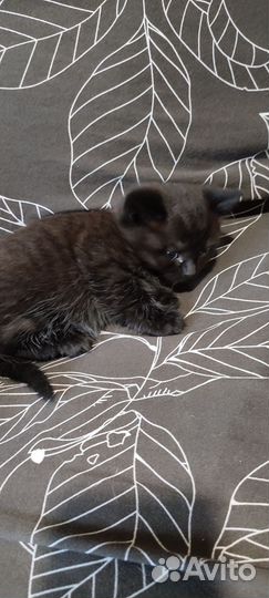 Шотландская кошка