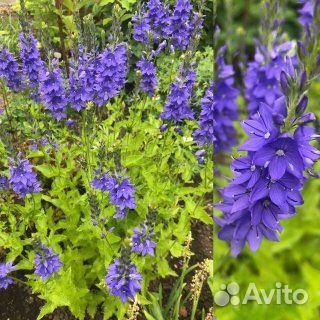 Многолетние садовые растения. Вероники