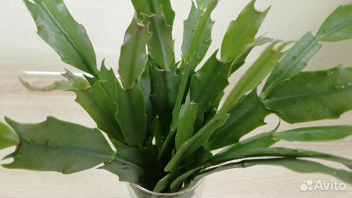 Комнатные цветы пеперомия, сингониум, декабрист