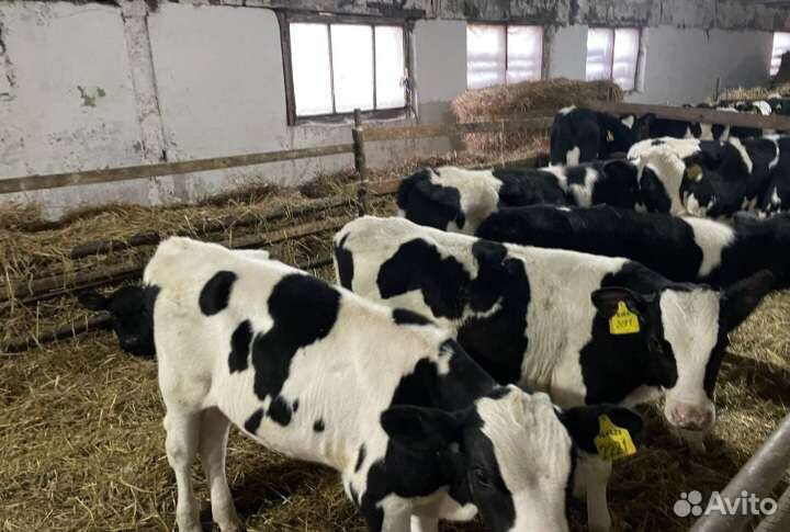 Телята бычки