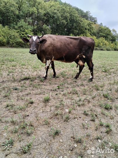 Корова дойная