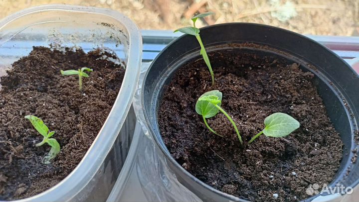 Мальва Nigra (многолетик)