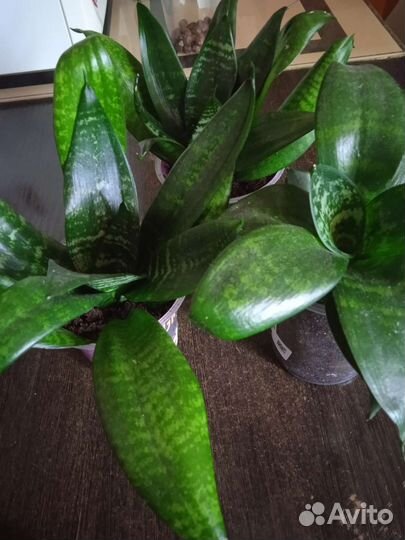 Сансевиерия хана