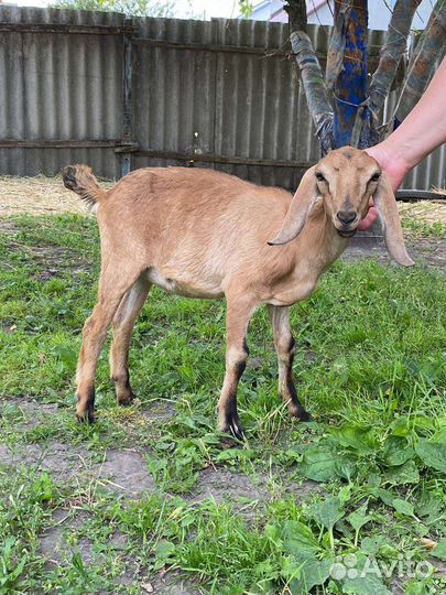 Нубийские козочки/козлики