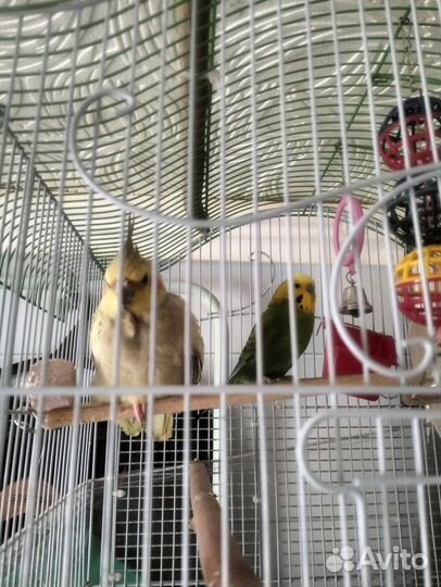 Попугай корелла