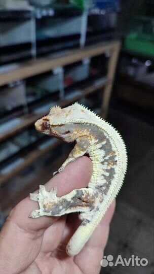 Бананоед Лили вайт