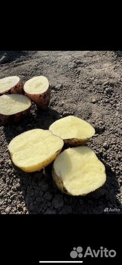 Продам картофель