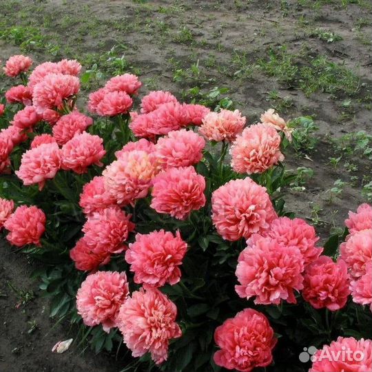 Лорелей пион