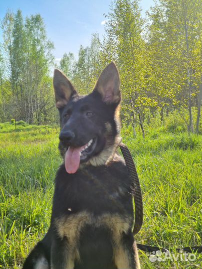 Подрощенные девочки но