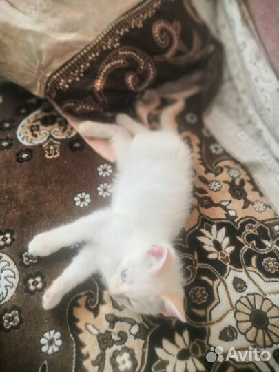 Очаровательные котята невские маскарадные