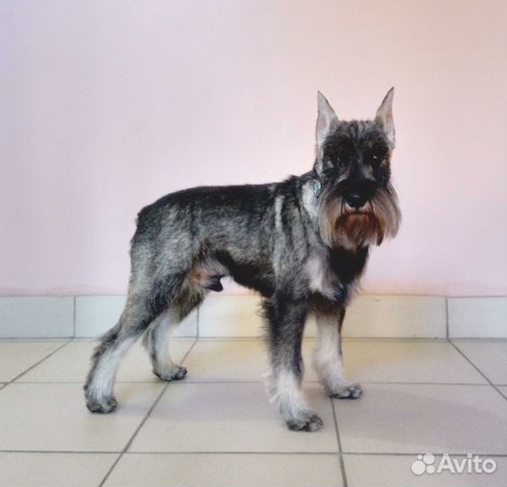 Груминг (тримминг, стрижка) собак