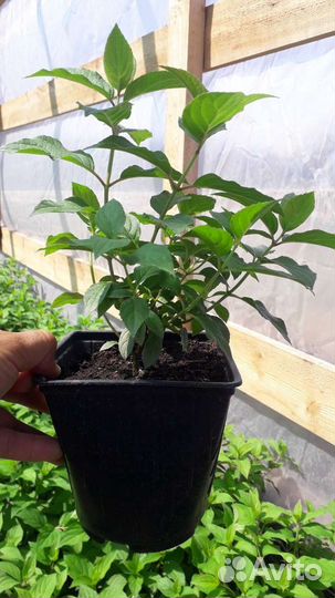 Саженцы гортензии