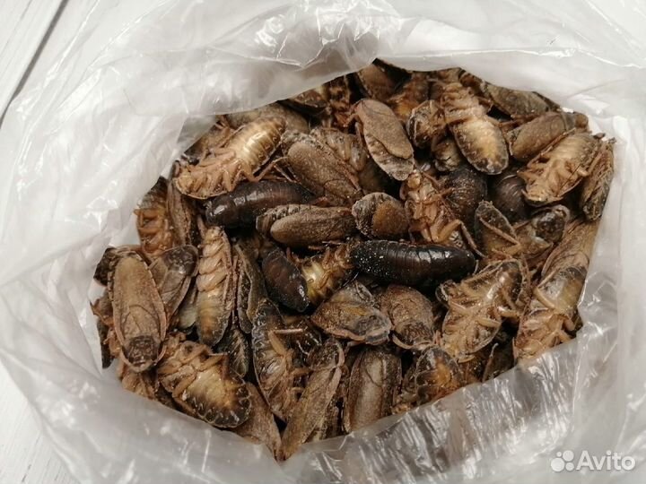 Сверчок, саранча, таракан, зофобас и др