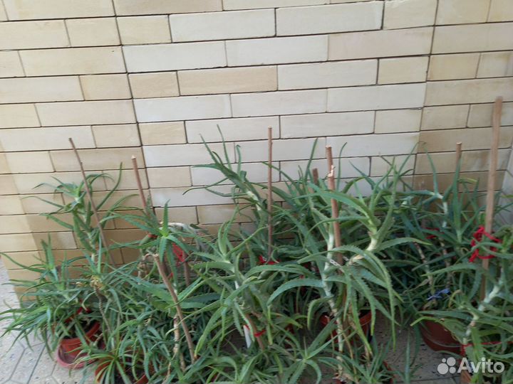 Алоэ лечебный