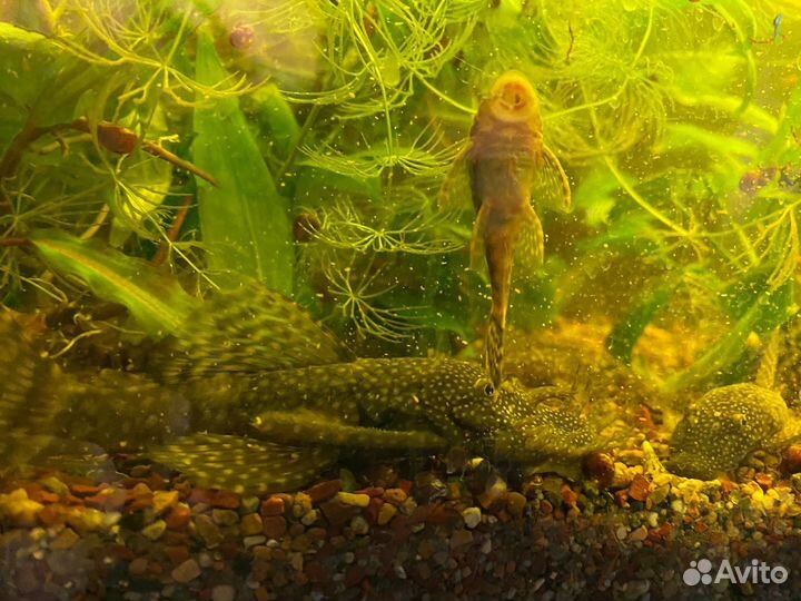 Сомики анциструсы