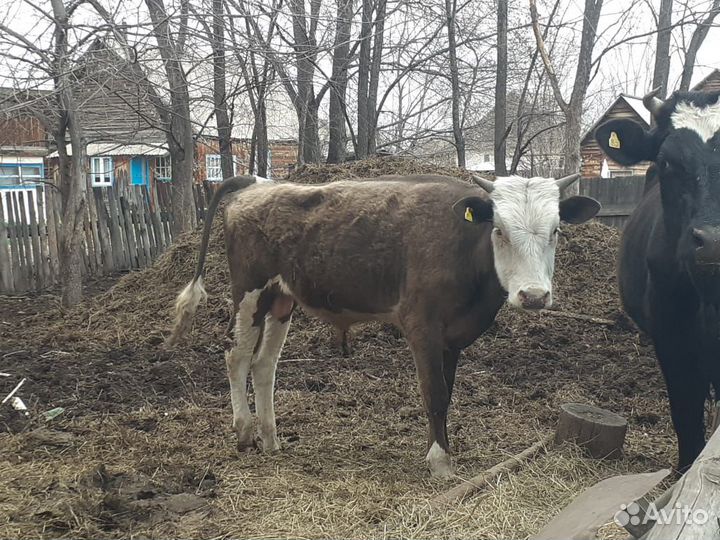 Быки и телки
